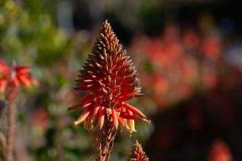 EA339893, Eastpress , Greece, Nidri